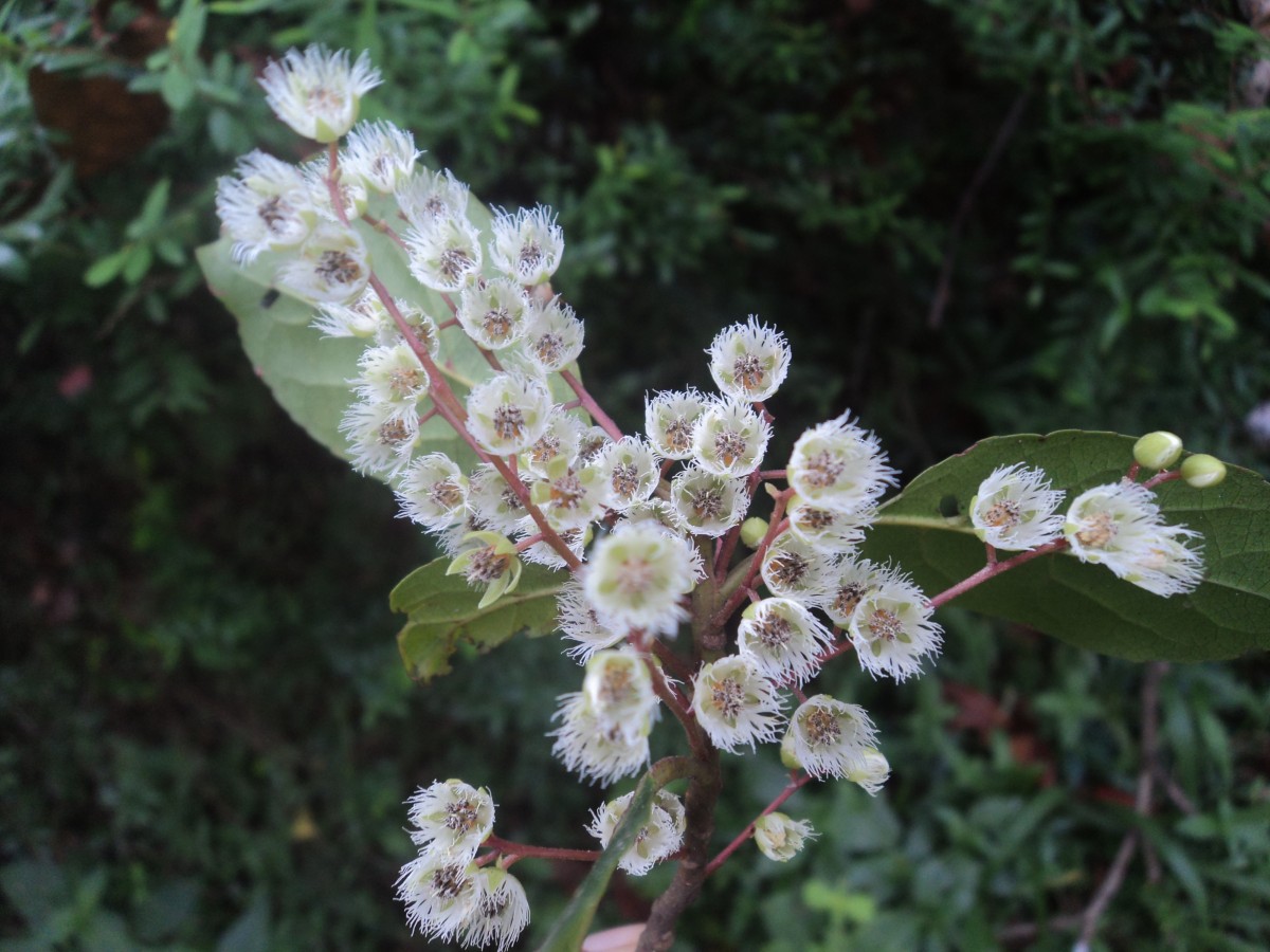 Elaeocarpus serratus L.